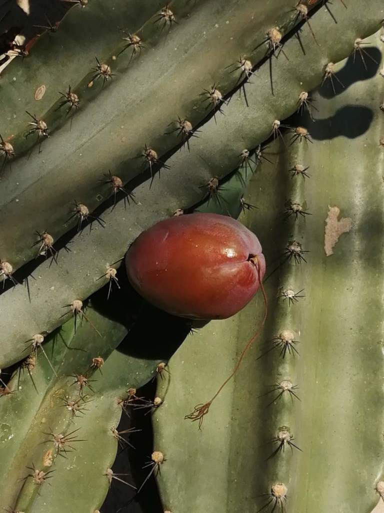cereus peruvianus