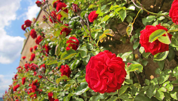 rose rampicanti