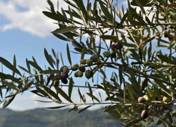 tartufo e olivo