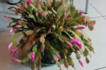 cactus di natale con foglie marroni