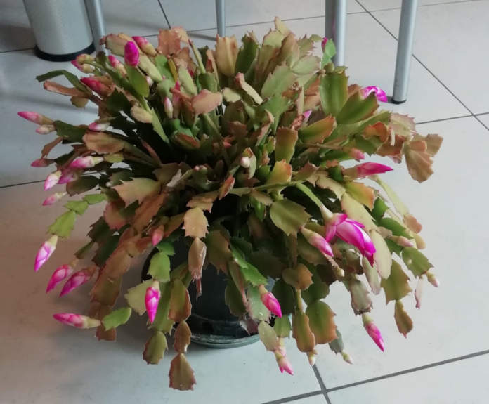 cactus di natale con foglie marroni