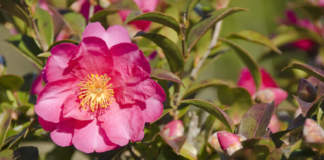 travasare camellia