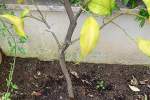 pianta di limone con foglie gialle