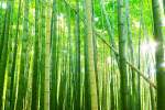 coltivazione bambù gigante
