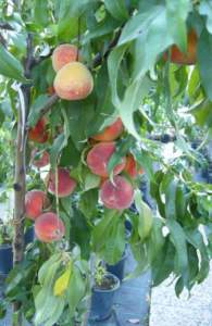 alberi da frutto vaso