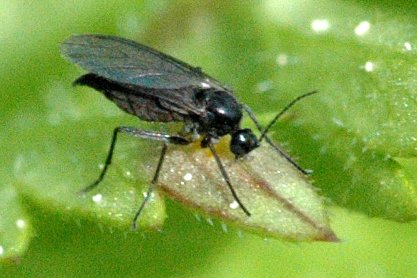 Il moscerino nero del terriccio che sta nei vasi - Passione in verde