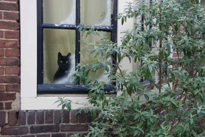 finestra gatti