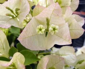 buganvillea fiori bianchi