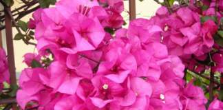 buganvillea fiori viola-fucsia