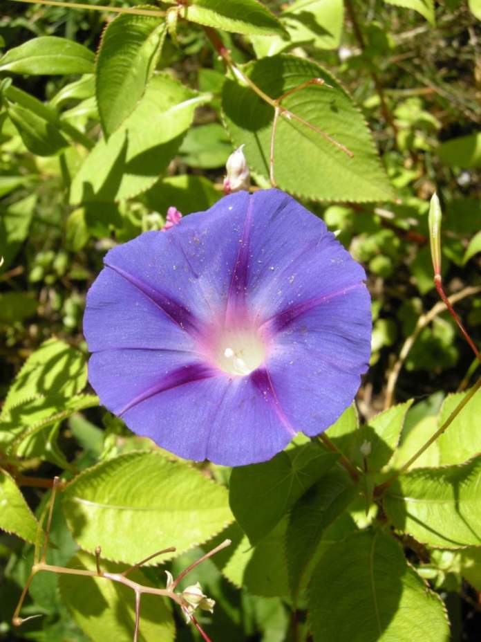 fiori di mattina di sera ipomoea purpurea