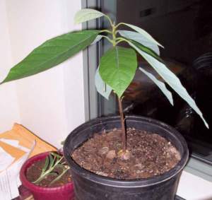 avocado pianta in vaso