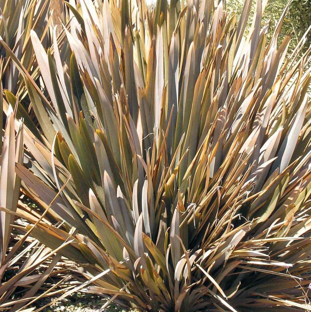 piante gigantesche Phormium tenax