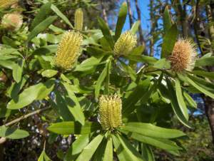 piante australiane banksia