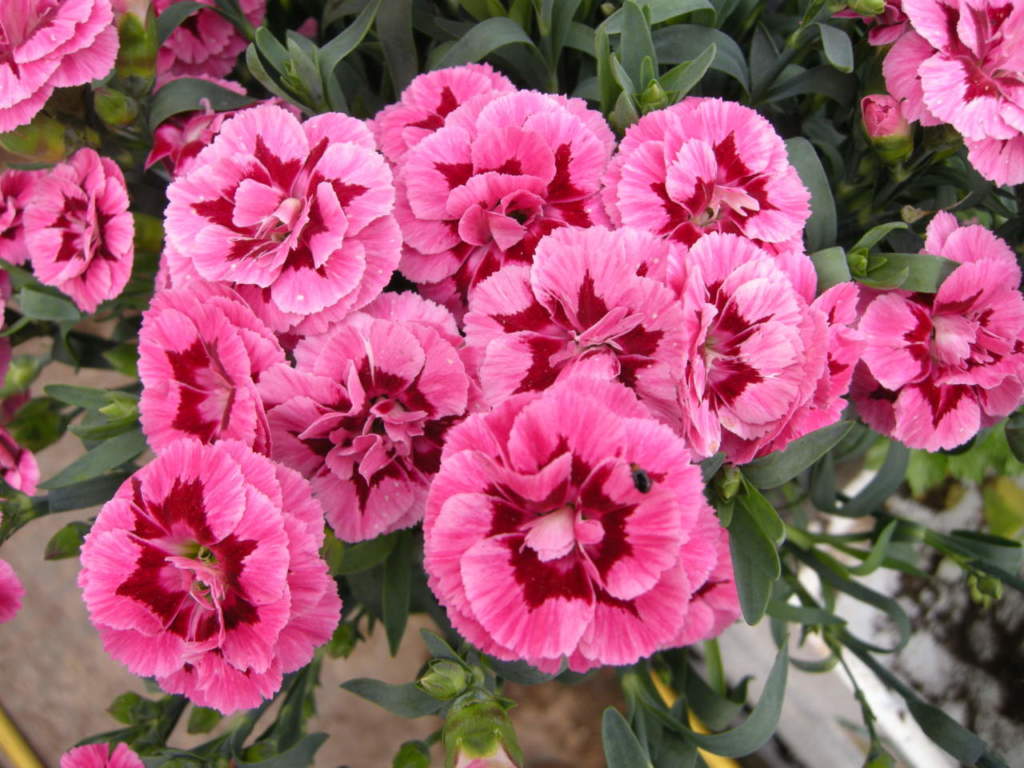 garofano dianthus rosa