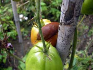 parassiti animali orto limaccia pomodoro