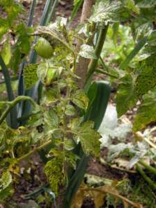 estate piovosa pomodori foglie peronospora
