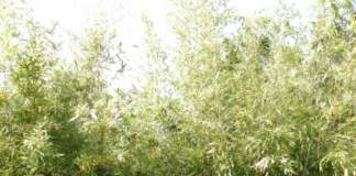bambu phyllostachys viridis