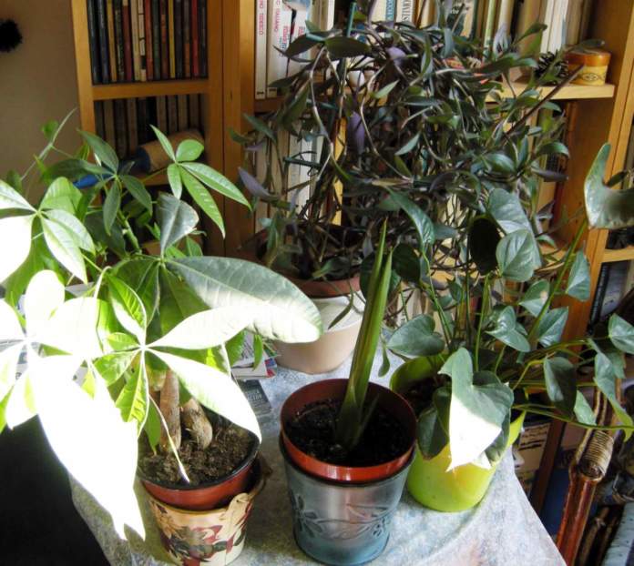annaffiare le piante d'appartamento raggruppate