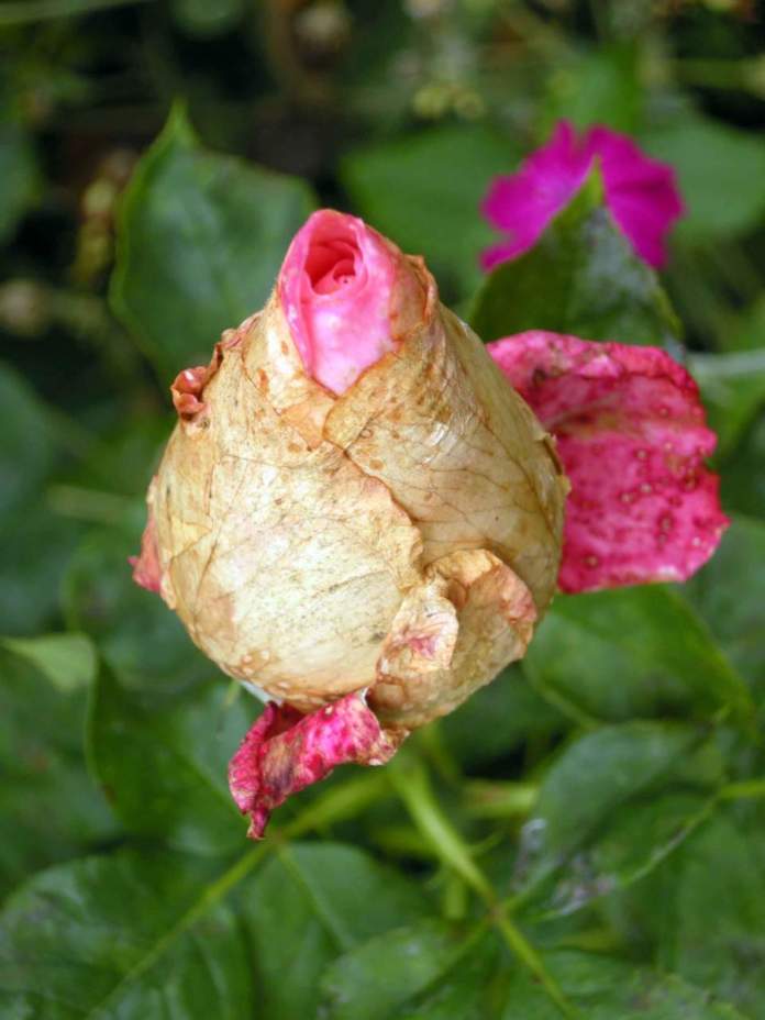 estate piovosa rosa bocciolo ammuffito