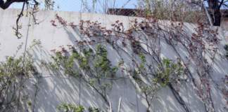 rose potano sarmentose su muro