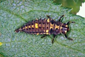 difesa piante adalia larva