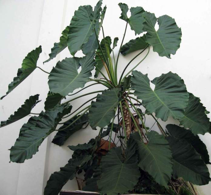 piante d'appartamento ingombranti filodendro
