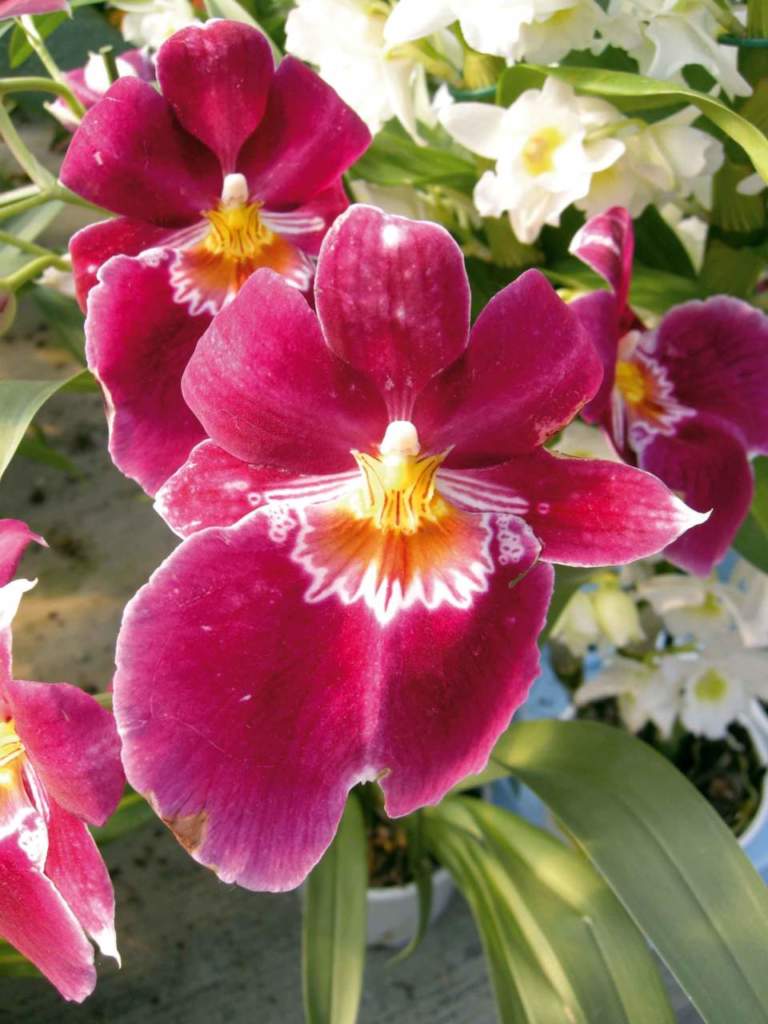 orchidee ibridi miltonia