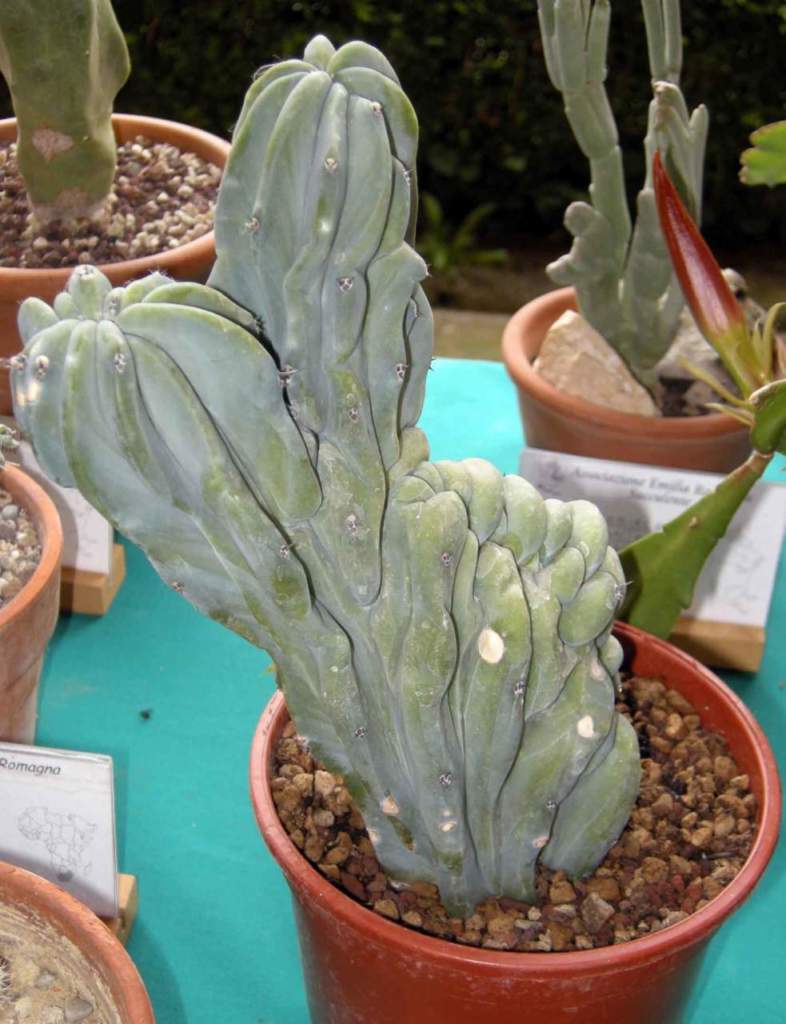 piante grasse myrtillocactus