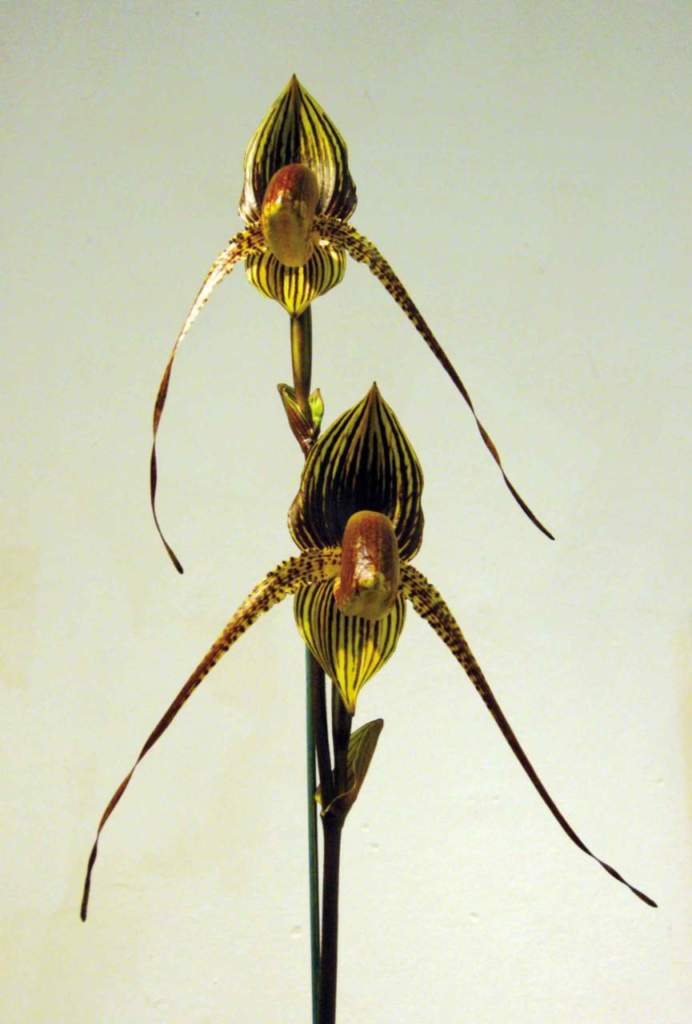 orchidee ibridi Paphiopedilum