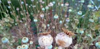 semi capsule papavero