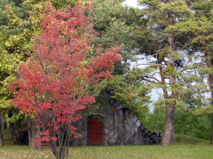 travail de jardin d'automne feuilles d'érable rouges
