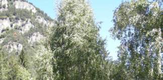 alberi betulla