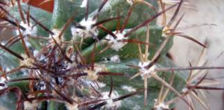 piante grasse inverno cocciniglie ferocactus