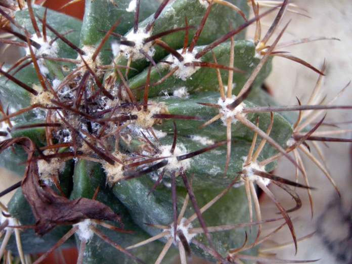 piante grasse inverno cocciniglie ferocactus