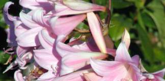 Amaryllis belladonna fiori