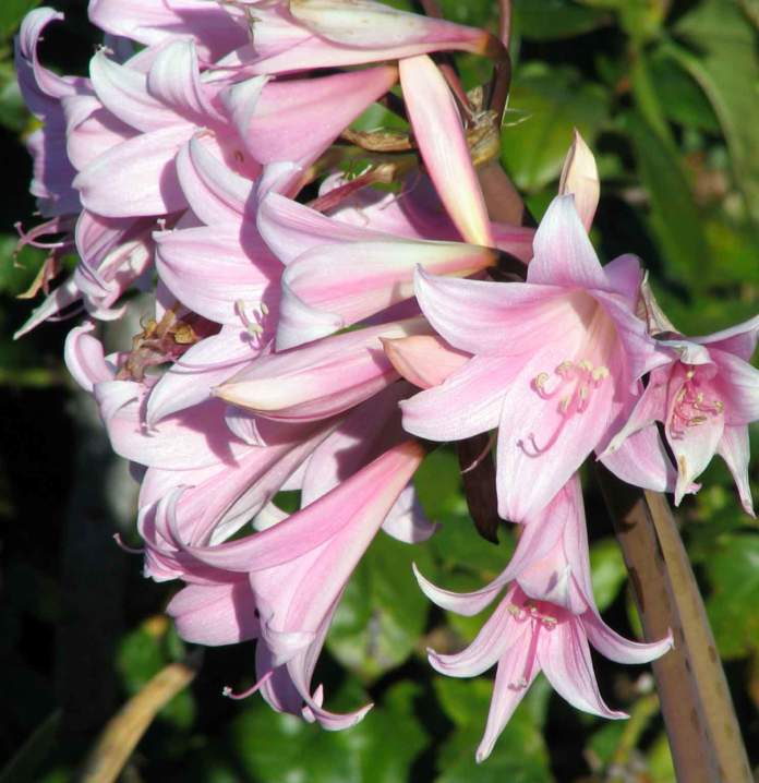 Amaryllis belladonna fiori