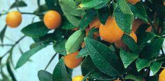 kumquat frutti