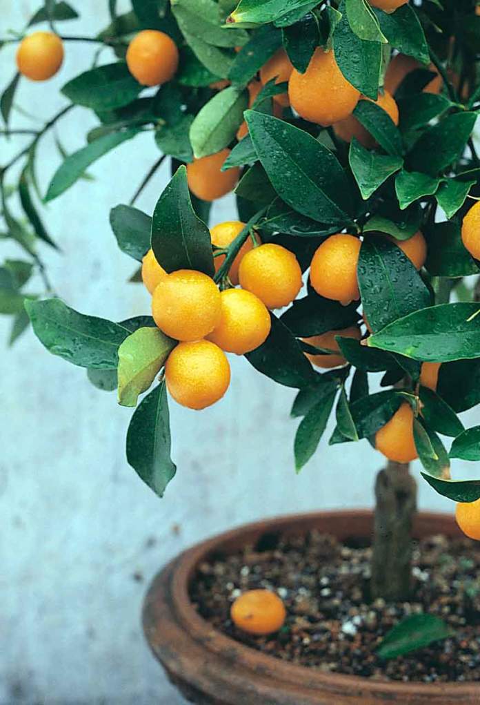 kumquat frutti