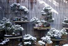 bonsai neve