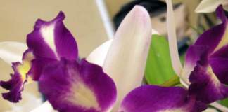 orchidee ibridi brassolaeliocattleya waw yuan beauty pearl