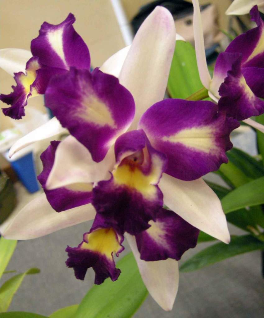 orchidee ibridi brassolaeliocattleya waw yuan beauty pearl
