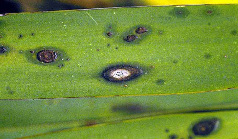yucca malattia fungina