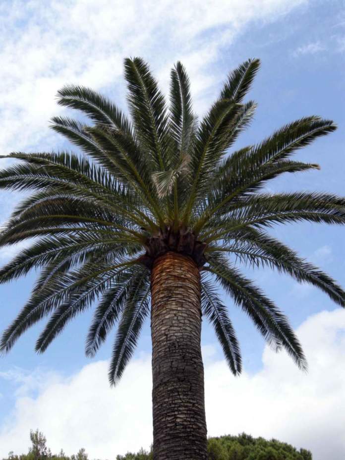 palme phoenix canariensis