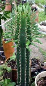 piante grasse foglie Euphorbia abyssinica