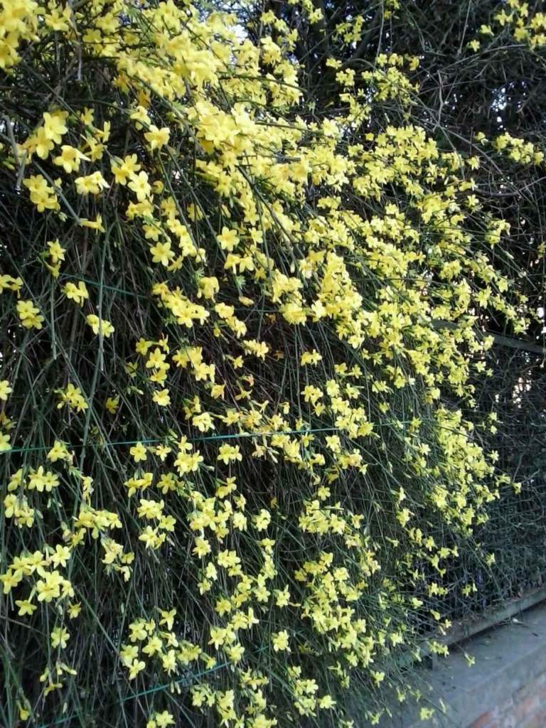 gelsomino giallo jasminum nudum