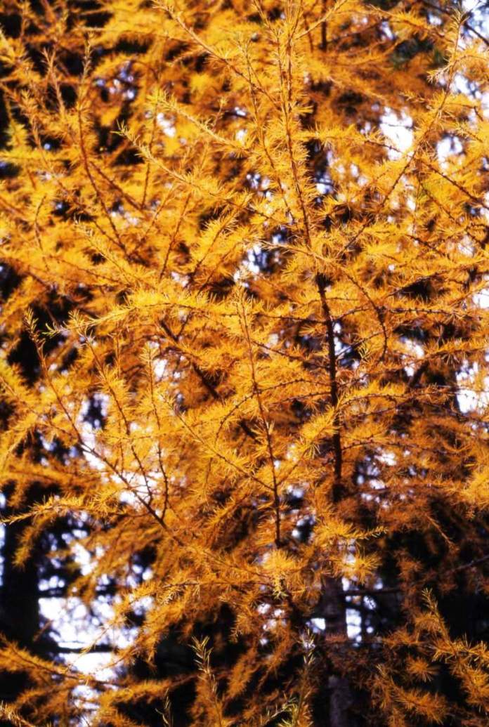 larice giallo autunno