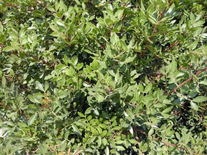 siepe mare pistacia lentiscus