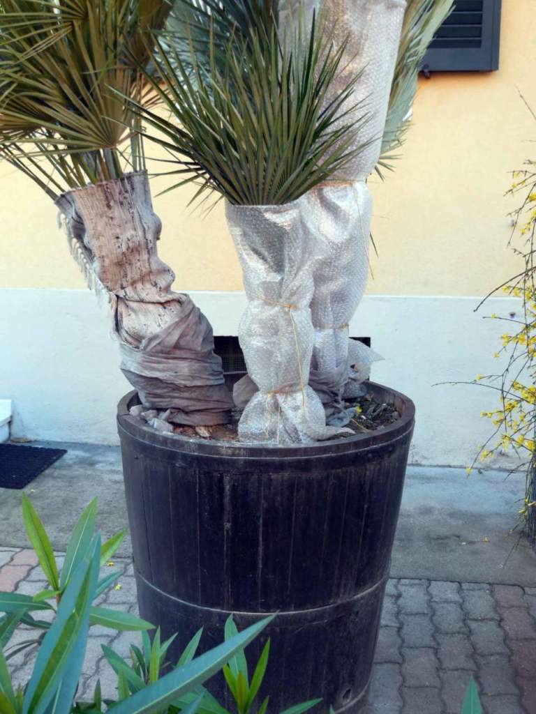giardino mare inverno protezione palme