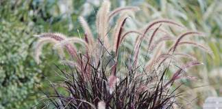 graminacee inverno pennisetum rubrum
