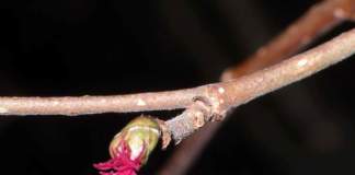 piante maschio femmina nocciolo fiore femminile